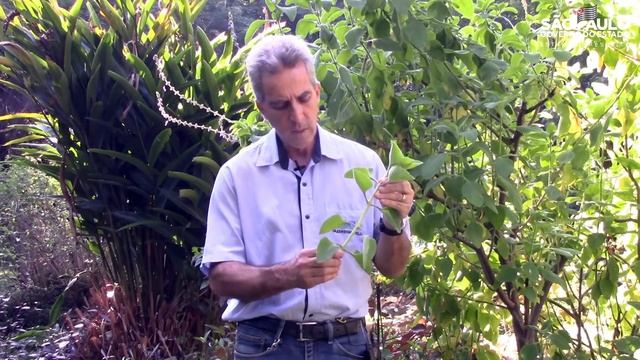CATI - PANC - Malvarisco смотреть онлайн