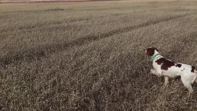 Эпаньол бретон Парат, работа по перепелу.