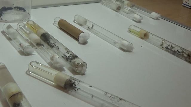 Test Tüpündeki kolonilerin hızlıca bakımı; ( Boğulan İşçileri kurtardık ) смотреть онлайн