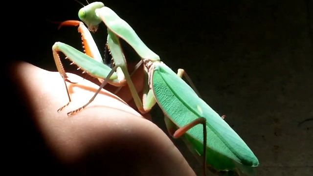 ✩₊˚.⋆ hierodula ⋆⁺₊✧ ⁩ смотреть онлайн