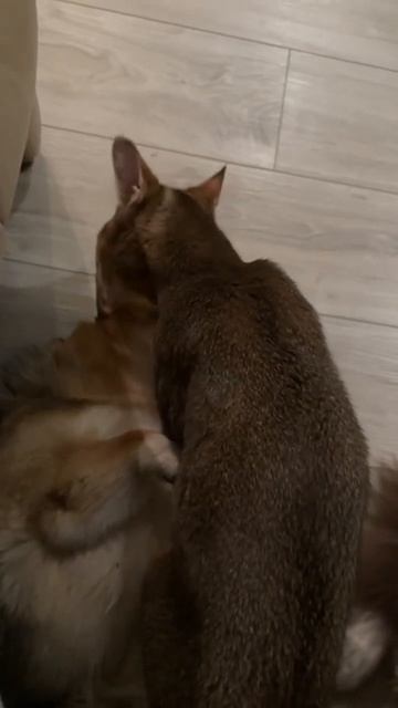 Любовь между собакой и котом🥰 Как же это мило❤️ Чаузи ф2 и корги смотреть онлайн
