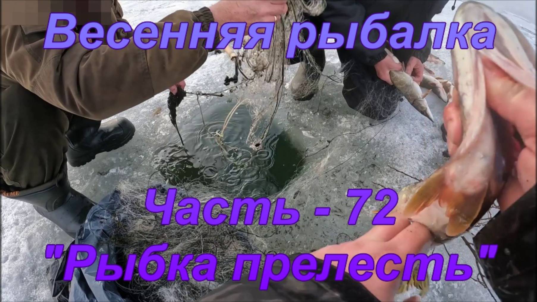 Весенняя рыбалка. Часть - 72. "Рыбка прелесть". смотреть онлайн