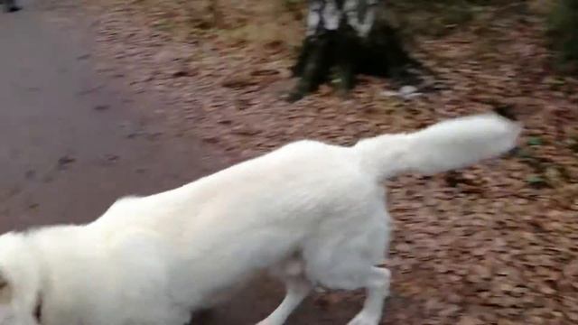Собака играет в салочки! смотреть онлайн