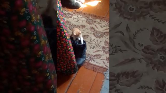 Котёнок таксикоман смотреть онлайн