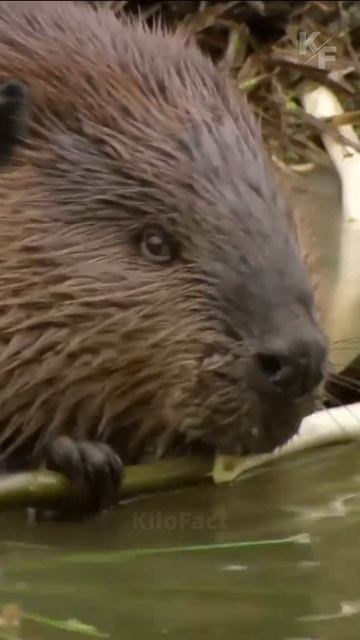 Непростая жизнь бобра смотреть онлайн