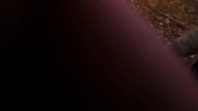 Пошли за яблоками/ сбалансированный корм моих козочек и козлов🤣🤣🤣