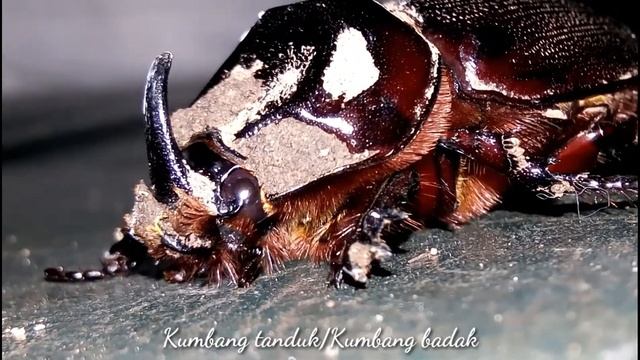 Kumbang Badak смотреть онлайн