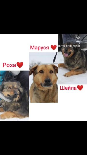Возьми друга из приюта, они лучшие друзья ❤️🏡🐕🙏🏻🏠 смотреть онлайн