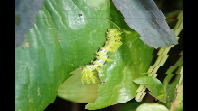 Taturana Verde - Automeris sp - por Marcelo Ambrogi смотреть онлайн