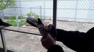 Николаевские голуби Донбасса в Белгороде. Часть № 6.