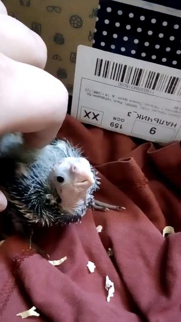 Птенец кореллы - 14 дней смотреть онлайн