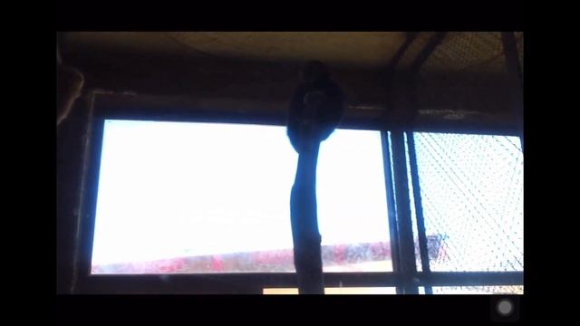 Jambo Exotic Park & Restaurant. Джамбо Экзотик Парк и Ресторан смотреть онлайн