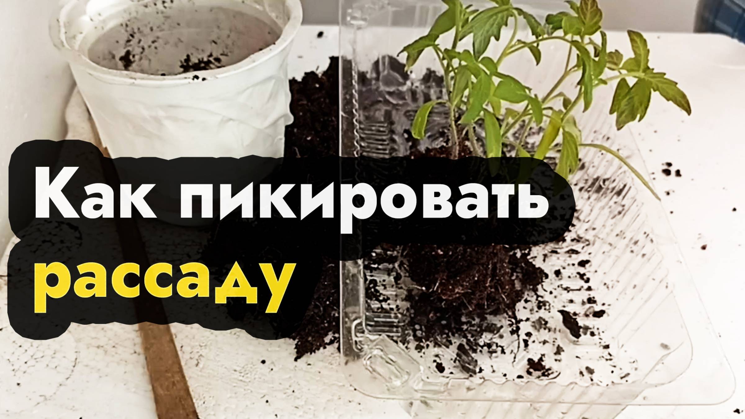 Как правильно пикировать рассаду - разделяем корни рассады правильно, пикировка для рассады смотреть онлайн