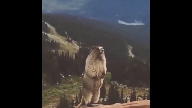 bober mem смотреть онлайн