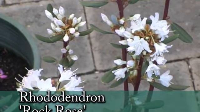 Larsen Spring Blooming Plants смотреть онлайн