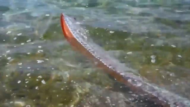 Top 10 Biggest Fish In The World