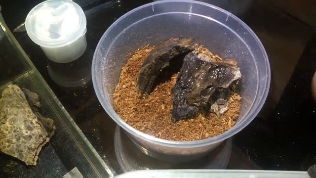 Easy Rehousing . Chilobrachys Fimbriatus & Davus Fasciatus смотреть онлайн