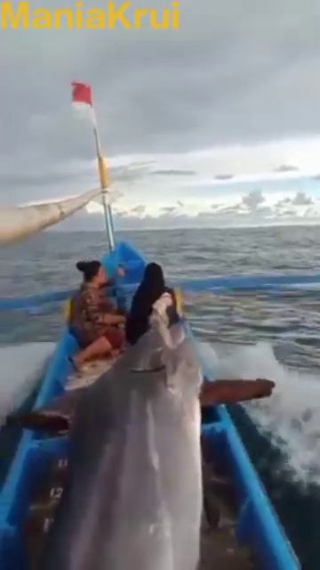 Monster Marlin Fish #fhising #mancingviral #marlinfishing смотреть онлайн