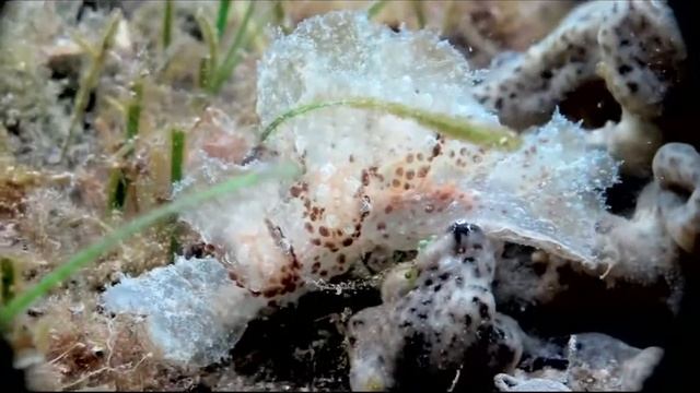 melibe in esplorazione