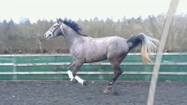 MONKS ZIROCCA 2010 Mare by Zirocco Blue смотреть онлайн