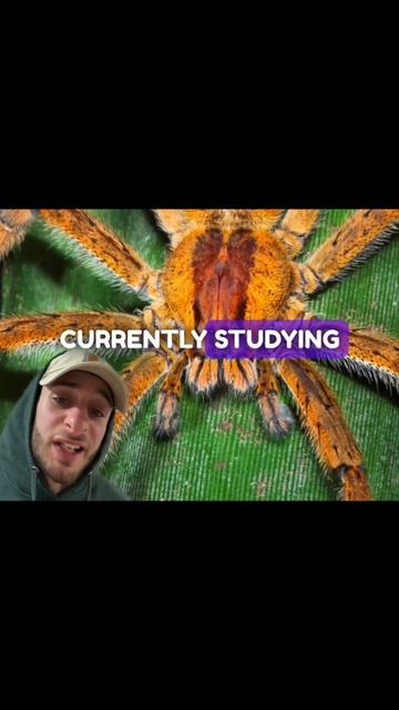Viagra Spider (Spider) смотреть онлайн