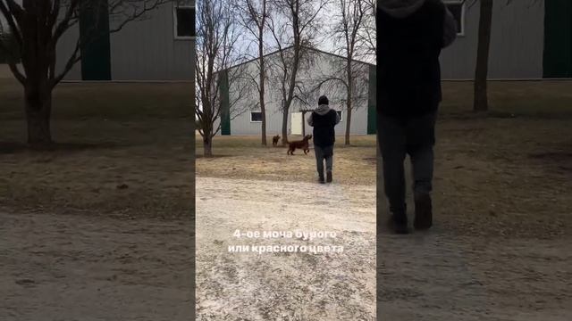 Клещ укусил собаку?