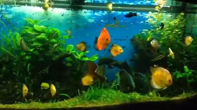 discus with planted aquarium смотреть онлайн
