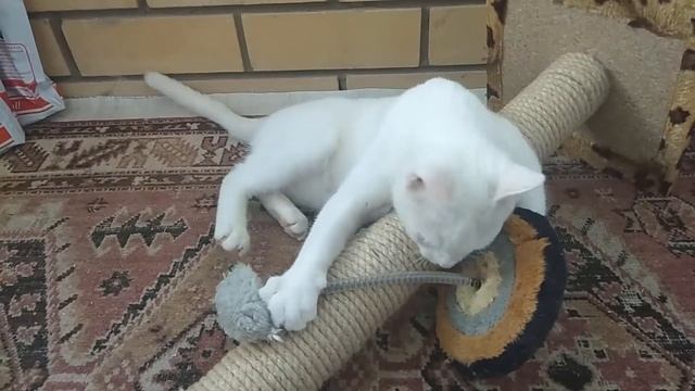 Белый VS Мышь смотреть онлайн