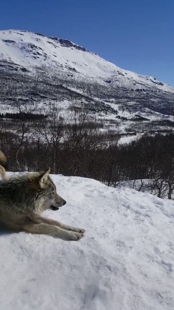 💥💥Why Wolfs Won't Be In Zoo #shorts @JSFacts смотреть онлайн