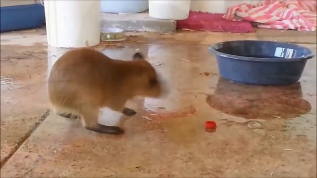 Милые капибары🐹 смотреть онлайн