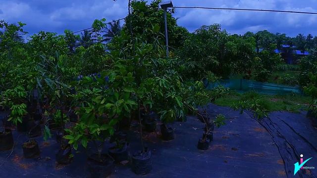 plaza fish farm 10 ഏക്കർ മുഴുവനും ഫിഷ് ഫാം смотреть онлайн