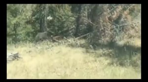 Медведь рвёт живого телёнка