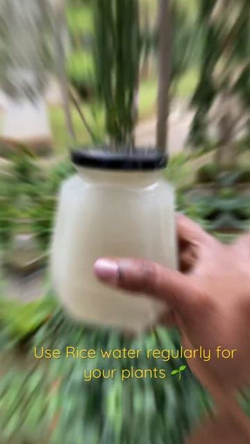 Rice water for plants 🪴#musttry #shorts #gardeningtips #balconygarden #bengaluru #ricewater смотреть онлайн