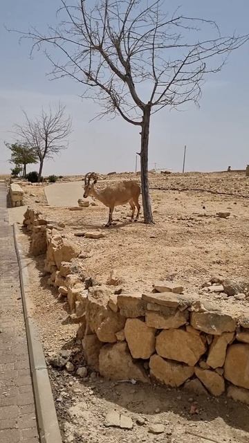 Дикие мицперомоновские козлики, Израиль#shorts#travel #foryou #shortvideo #video#newvideo #israel смотреть онлайн