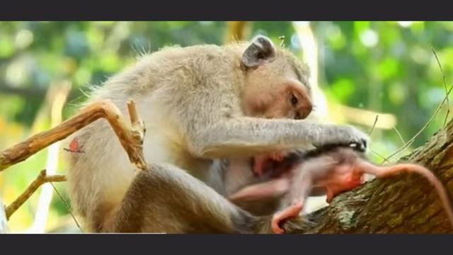 Молодая макака демонстрирует лучший образец уход . .100047282.mp4 смотреть онлайн