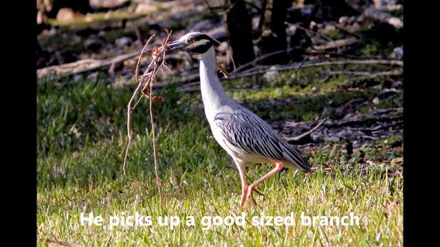 Yellow-crowned Night-Heron Courtship Display смотреть онлайн