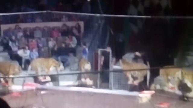 Самарская  злата