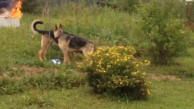 талика смотреть онлайн