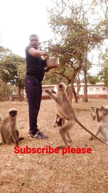monkey 🐒🐒 смотреть онлайн