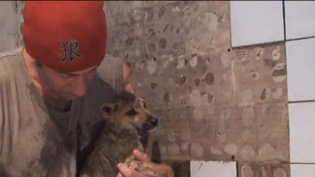 Dingo Wylie gets a Bath смотреть онлайн