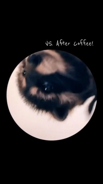 BEFORE AND AFTER MY MORNING COFFEE! 🥴 #pedro