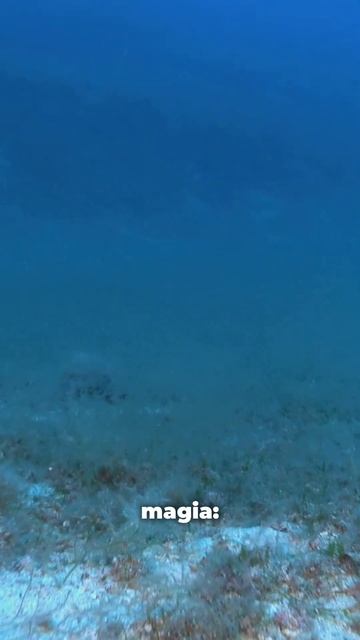 ¿Cómo se Forma el Petróleo? 🛢️✨ #Curiosidades #Ciencia #Shorts