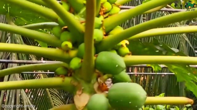 Bring Papaya By Truck 🍐 Dump Truck Cartoon Video | Tractor Science Project | 01 @AmDiY