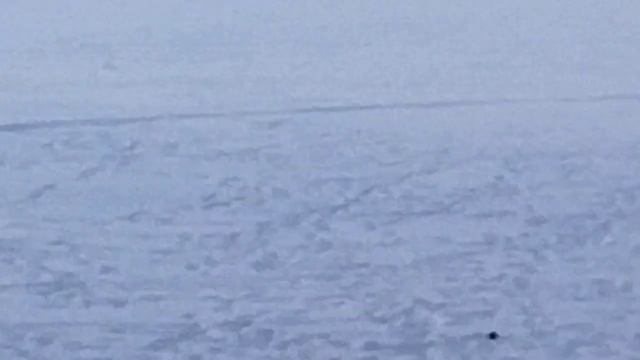 Привада для лис. смотреть онлайн