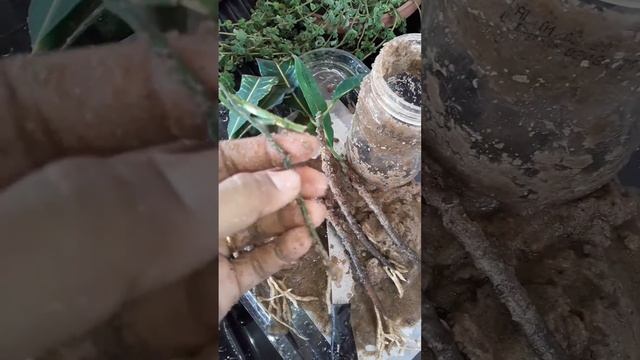 Como fazer muda de croton americano смотреть онлайн