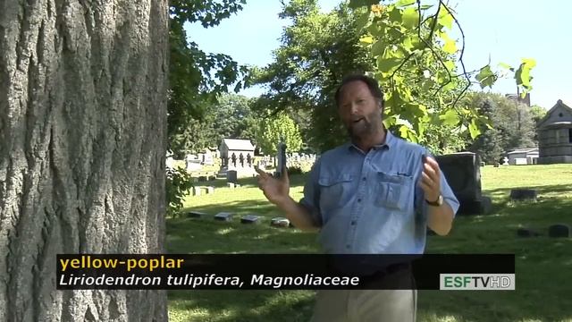 Trees with Don Leopold - yellow-poplar смотреть онлайн