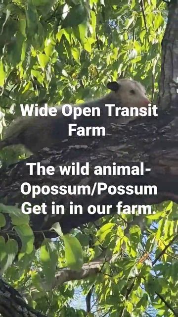 Sharing the #wild #animal-#opossum/Possum @ Wide Open Transit Farm смотреть онлайн
