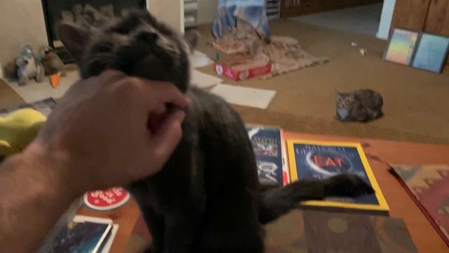 Euro my beloved kitty. Miss you. Be a Good boy. Come back real soon. смотреть онлайн