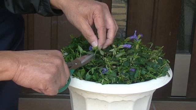 【花】スーパートレニアの育て方・摘芯２回目