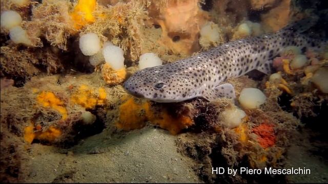 Gattopardo - Scyliorhinus stellaris смотреть онлайн